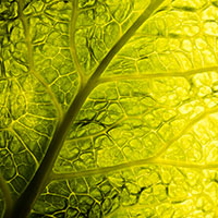 Pectin (Plant-Based Gelling Agent)